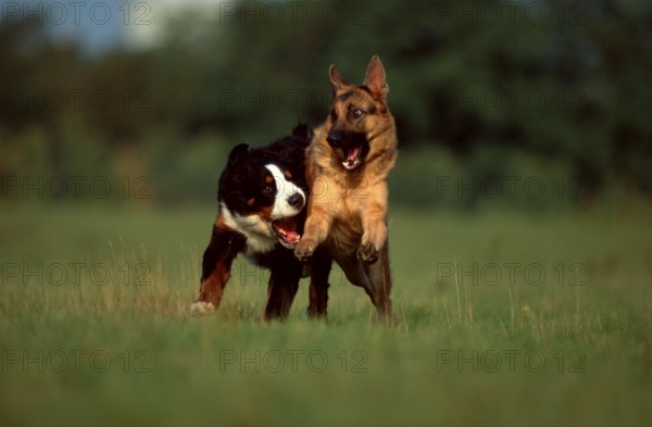 German Shepherd Dog and Bernese Mountain Dog, German Shepherd Dog