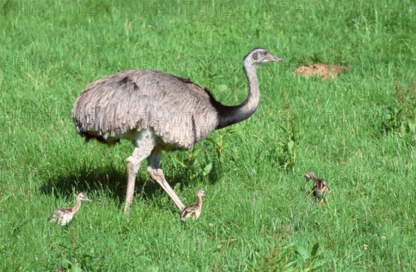 American Rhea (Rhea americana), male with greater rhea