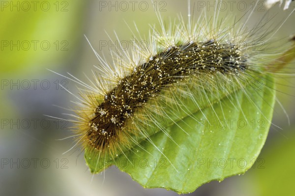 Garden tiger moth (Arctia caja), caterpillar, Lüneburger Heide, Lower Saxony, Germany, Europe