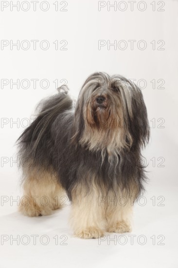 Tibetan Terrier