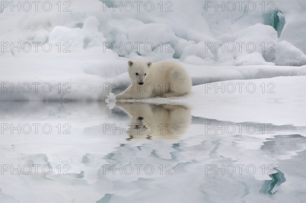 Polar bear (Thalassarctos maritimus), young, Spitsbergen, Svalbard Archipelago, Barents Sea, polar bear Norway