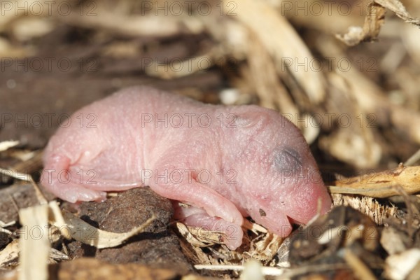 Yellow-necked Mouse (Apodemus flavicollis), newborn young, Lower Saxony, Germany, Europe