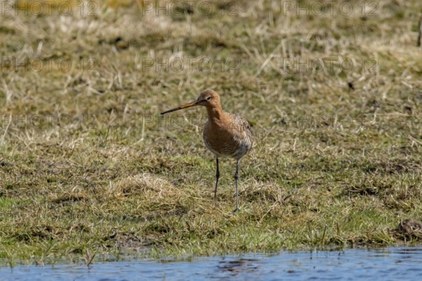 Bar-tailed Godwits in the wet meadows