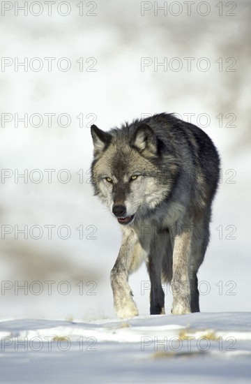 North American mackenzie valley wolf (canis lupus occidentalis), adult on snow, Canada, North America
