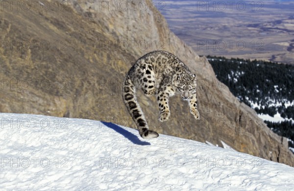 Snow leopard or ounce, uncia uncia, adult jumping on snow