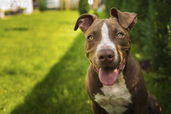 Young American Staffordshire pitbull dog outdoors in summer day