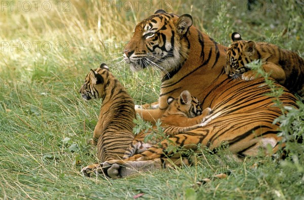 Sumatran tiger (panthera tigris sumatrae), FEMALE LYING WITH DICE ON GRASS