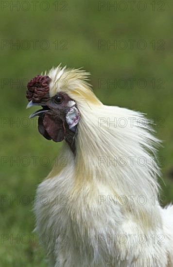 Negre Soie cock, French breed