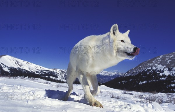 ARCTIC WOLF (canis lupus tundrarum), ADULT ON SNOW, LICKING NOSE