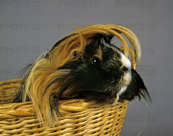 Guinea Pig (cavia porcellus) standing in Basket