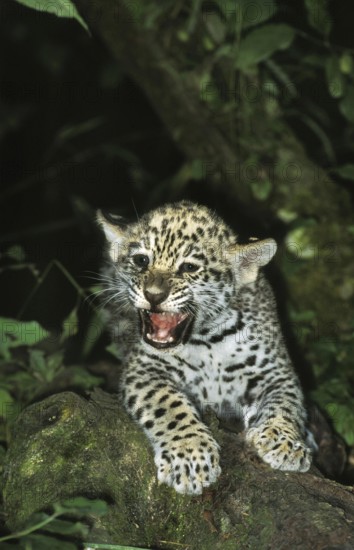 Jaguar (panthera onca), Cub snarling