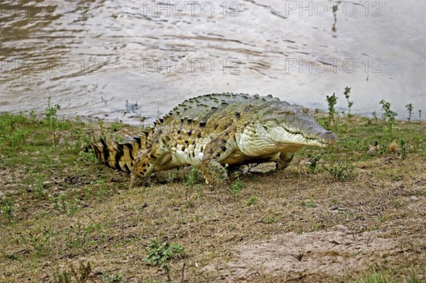 ORINOCO CROCODILE (crocodylus intermedius), ADULT EMERGING FROM RIVER, LOS LIANOS IN VENEZUELA