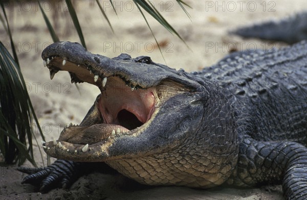 AMERICAN ALLIGATOR alligator mississipiensis, ADULT WITH OPEN MOUTH REGULATING BODY TEMPERATURE