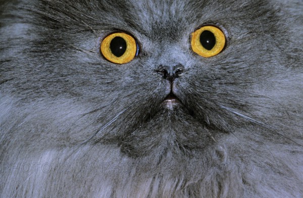 Blue Persian Domestic Cat, Portrait of Adult, Close-up of Eyes