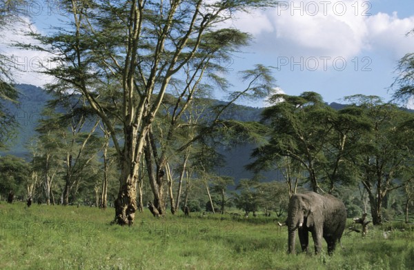 African Elephant (loxodonta africana), Adult in Acacia Forest, Kenya, Africa