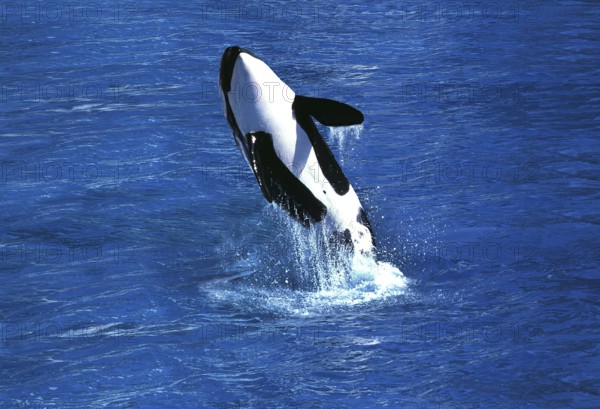 Killer Whale (orcinus orca), Adult Breaching