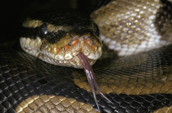 Royal Python (python regius), Head of Adult with Tongue out
