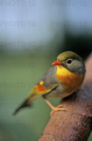 Red-billed leiothrix (Leiothrix lutea), China Sunbird, Chinese Sunbird, China Nightingale, Chinese Nightingale