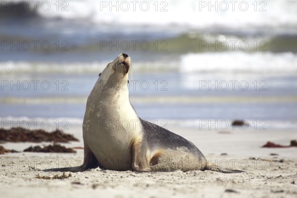 Australian sea lion (Neophoca cinerea) on the beach of Seal Bay, Kangaroo Island, South Australia, Australia. Australian sea lion on the beach of Seal Bay, Kangaroo Island, South Australia, Australia, Oceania
