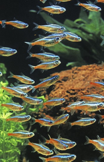 Neon Tetra (paracheirodon innesi)