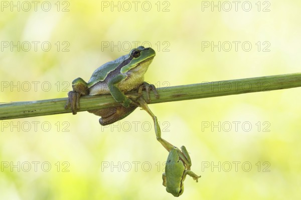 Two European Treefrogs (Hyla arborea) perched on a blade of grass, Tyrol, Austria, Europe
