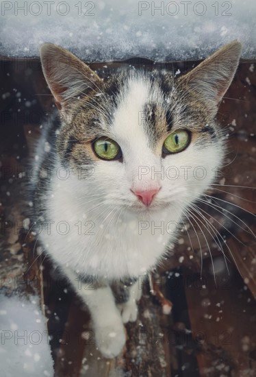 Winter season cat portrait. Close up kitten outdoor sheltering from snow. Beautiful kitty face, marvelous eyes. Pet outside, snowing scene