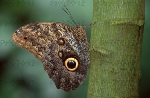 Pale owl (Caligo memnon), page