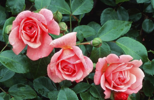 Climbing Rose 'Paul Noel', plants, rose family, Rosaceae, garden plant, shrubs, bush, shrubs, flowers, leaf, leaves, blossoms, pink, pink, summer, summer, landscape, horizontal)