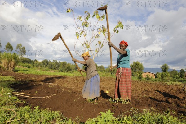 Women hoeing potato field, Rwanda, Africa