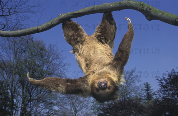 TWO-TEAMED SLOT (Choloepus didactylus) HANGS UP FROM THE BRANCH AGAINST BLUE HEAVEN