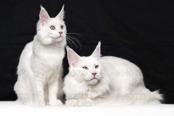 Beautiful studio shot portrait of two American Forest Cats on black and white background. One white domestic animal is sitting, other cat - lying