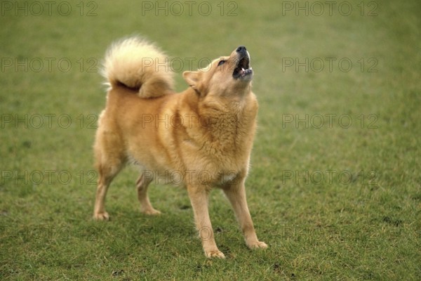 Finnish Spitz, adult standing on grass, barking