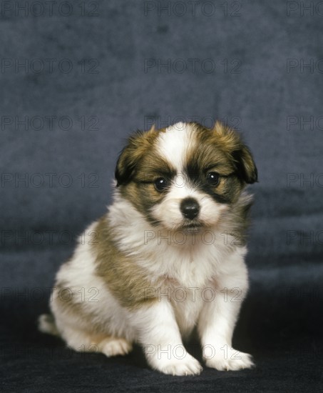 Phalene Dog or Continental Toy Spaniel, Puppy Sitting