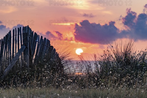 Beach, sea, dune landscape on the English Channel with the regionally typical wooden picket fence at sunset, Portbail, Cotentin, Manche, Normandy, France, Europe