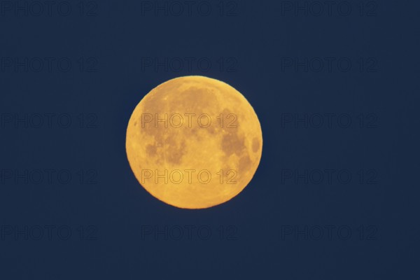Full moon shining orange in blue morning sky