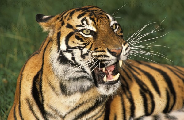 Sumatran Tiger (panthera tigris sumatrae), Portrait of Adult snarling