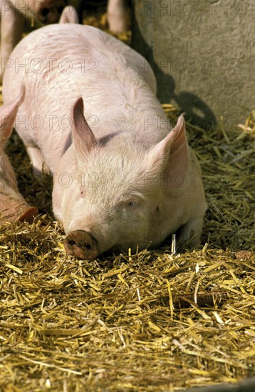 Large White Domestic Pig, Piglet sleeping on Straw