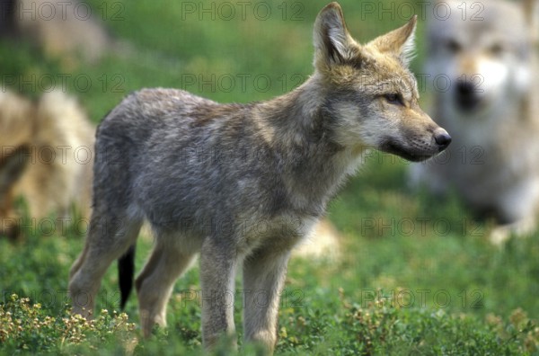 European Wolf (canis lupus), Pup