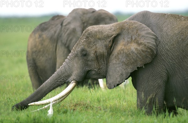 African Elephant (loxodonta africana), Masai Mara Park in Kenya
