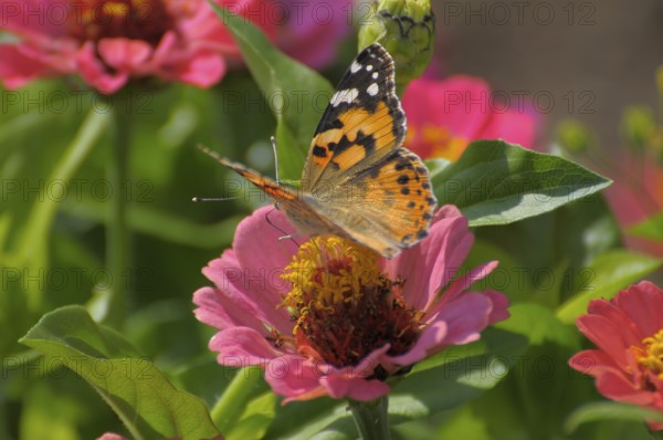 Butterfly : painted lady (Vanessa cardui) on zinnia (Zinnia violacea) flower, zinnia and thistle butterfly