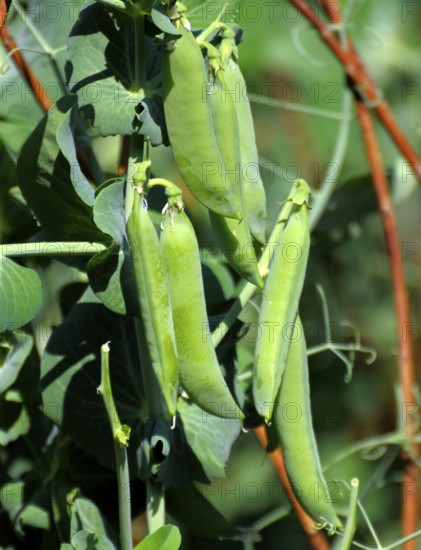 Peas (Pisum sativum) in the garden, pea, garden pea, edible pea