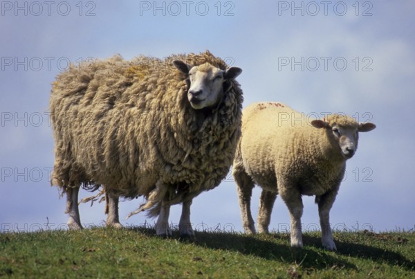 Country sheep, domestic sheep, flock of sheep at the dike, North Sea, North Frisia