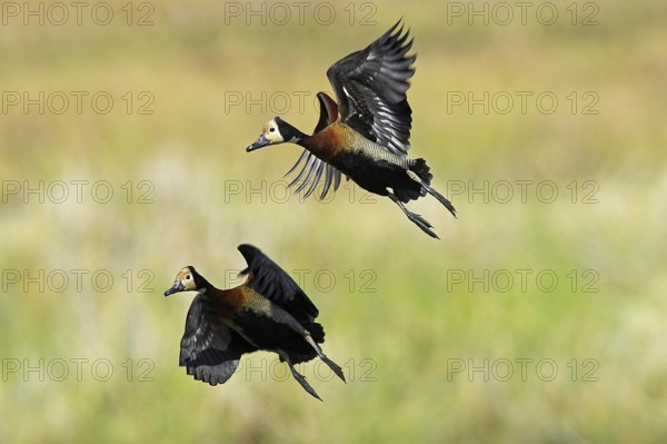 White-Faced Whistling Duck (dendrocygna viduata), Adults in Flight, Los Lianos in Venezuela