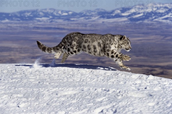 Snow leopard or ounce, uncia uncia, adult walking on snow through the mountain