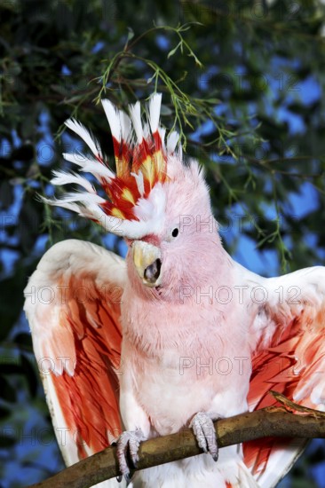 PINK KAKADU OR MAJOR MITCHELL'S major mitchell's cockatoo (cacatua leadbeateri)