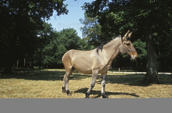 Mule, cross between male donkey and female horse
