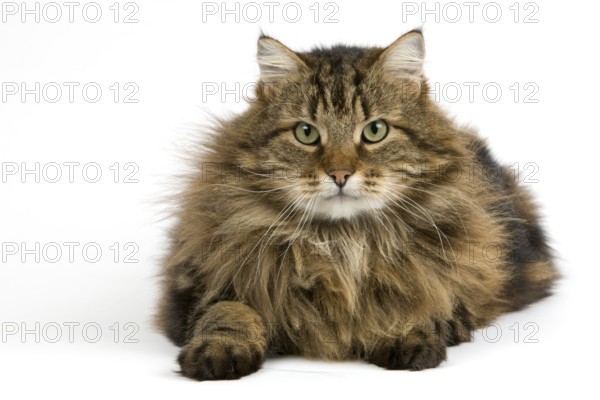 Angora domestic cat, male against white background