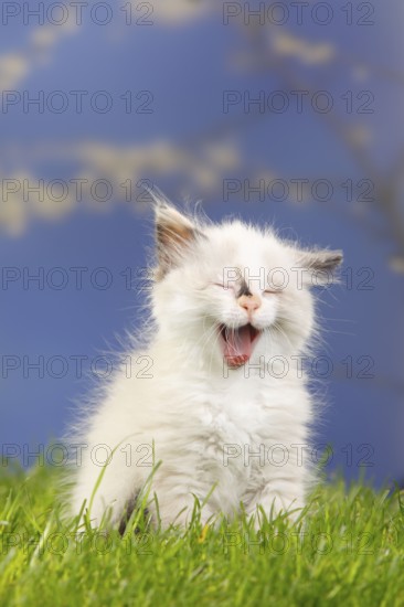 Neva Masquarade, kitten, 7 weeks, Siberian Forest Cat, Siberian cat, Siberia, Neva Masquerade