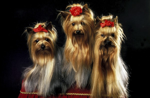 YORKSHIRE TERRIER, ADULT WELL BRUSHED BEFORE A DOG COMPETITION