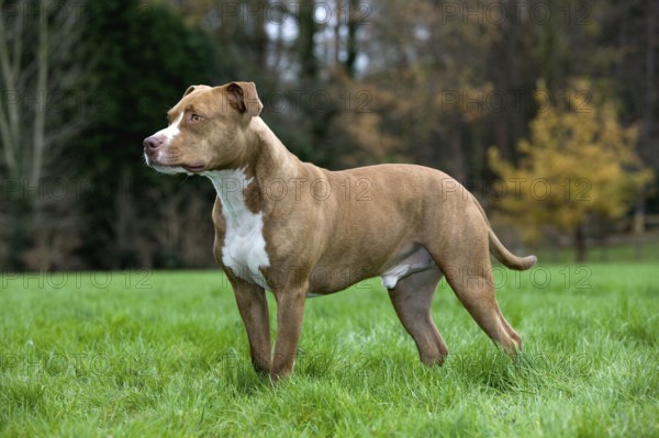 American Staffordshire Terrier, Pit Bull